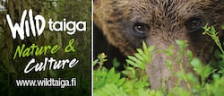 Wildtaiga